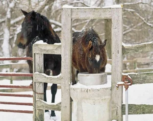 horses waterer
